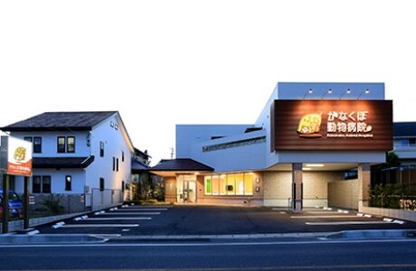 かなくぼ動物病院